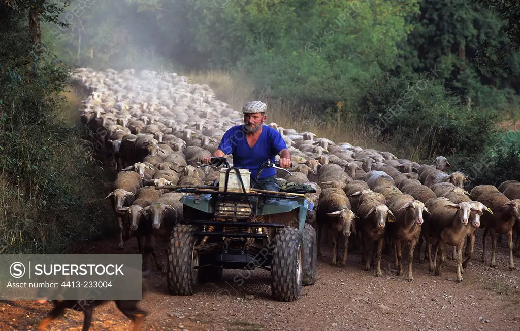 Herdsman leads his flock of sheep in quadFrance