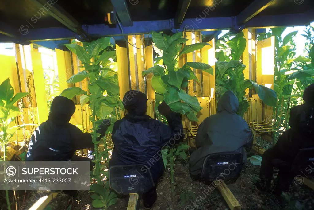 Machine harvesting of tobacco Fumel Lot-et-Garonne France