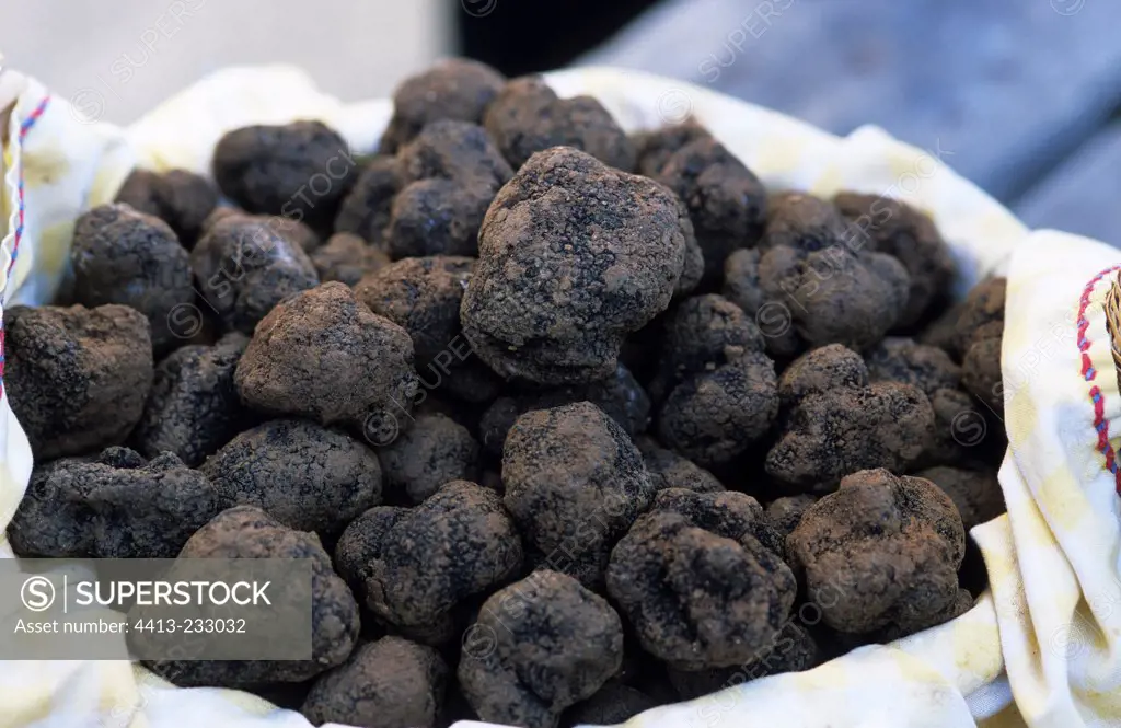 Black Truffles in a basket on the France