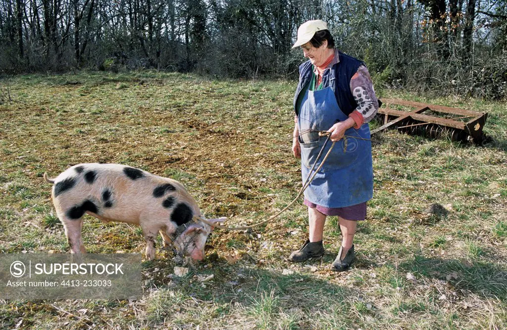 Pig on a leash seeking the truffle in the ground France