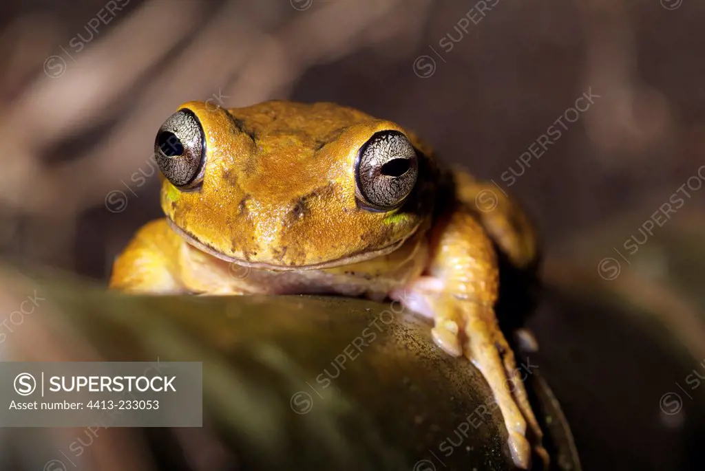Portrait of a Tree Frog on a Palm trunc Tenorio