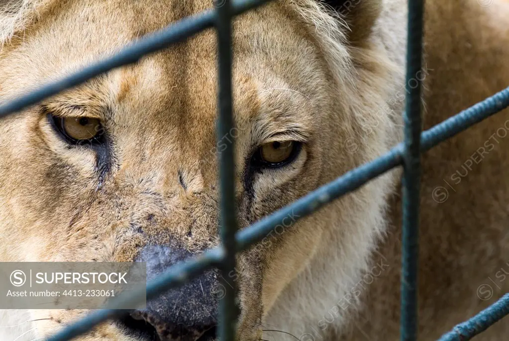 Portrait of a Lion in cage to air unfortunate France