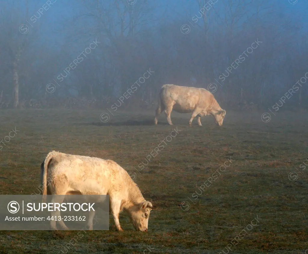 Charolaise cows at meadow in the fog in Aubrac France