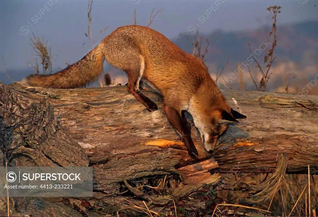 Red fox climbing a trunk in Normandy