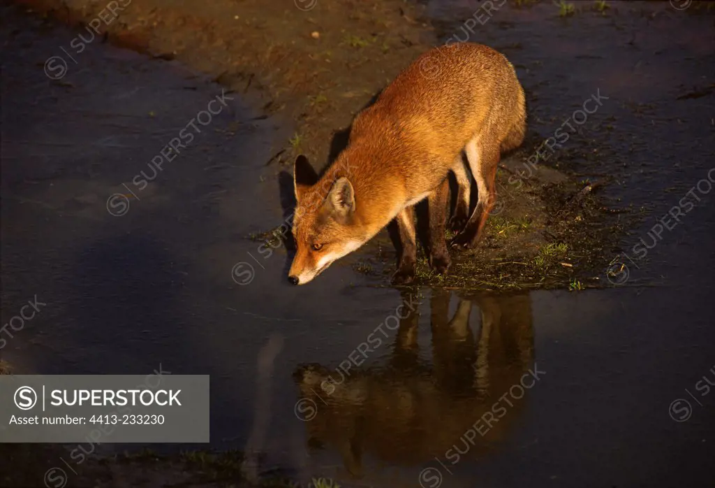 Red Fox along a river in Normandy