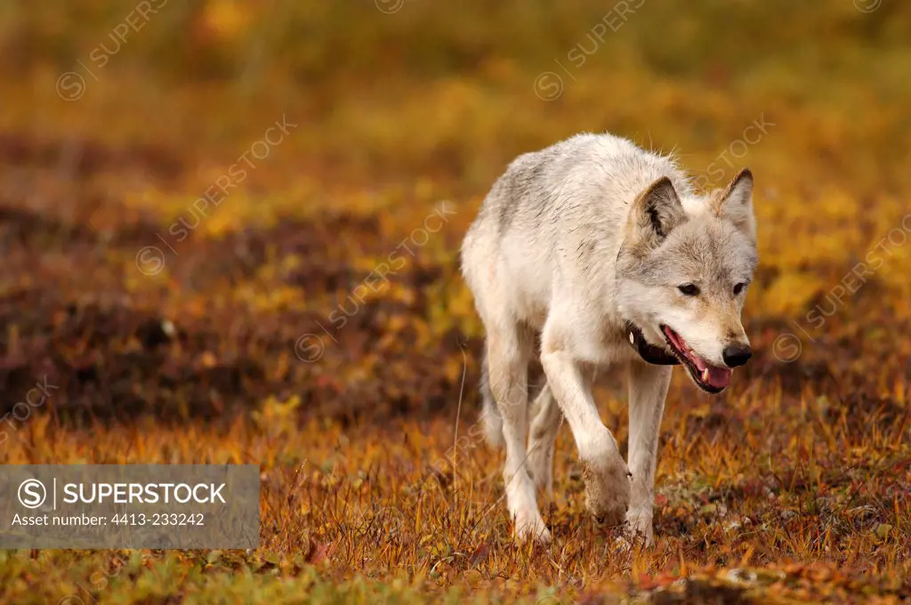 Gray wolf alpha female wearing a transmitting collar Alaska