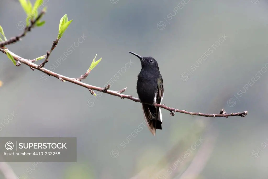 Black jacobin on a branch Brazil