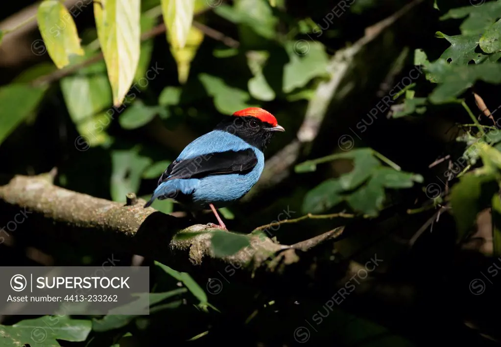 Blue-backed manakin on a branch Brazil