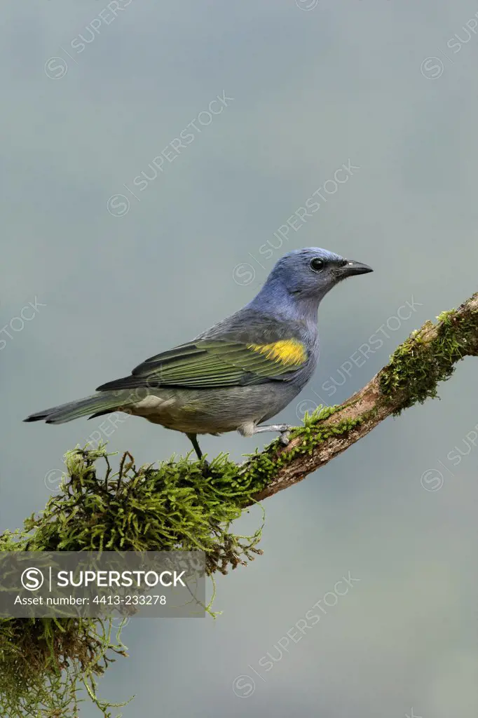 Golden-chebroned tanager on a branch Brazil