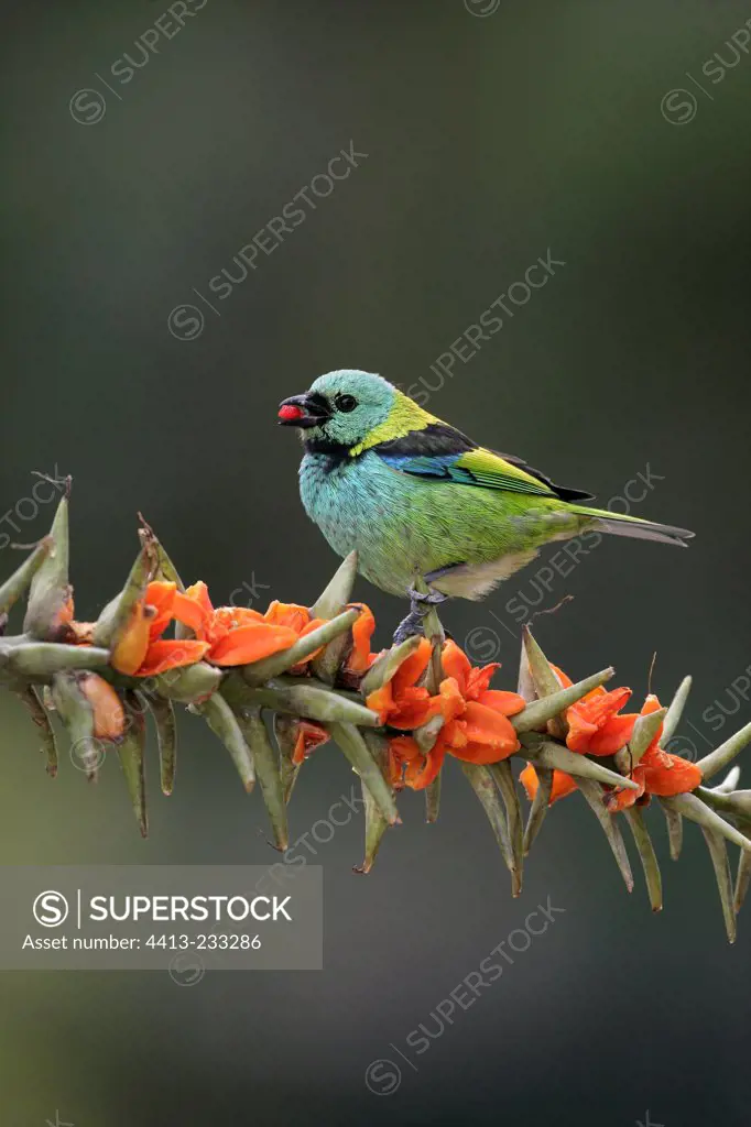Green-headed tanager on a branch Brazil