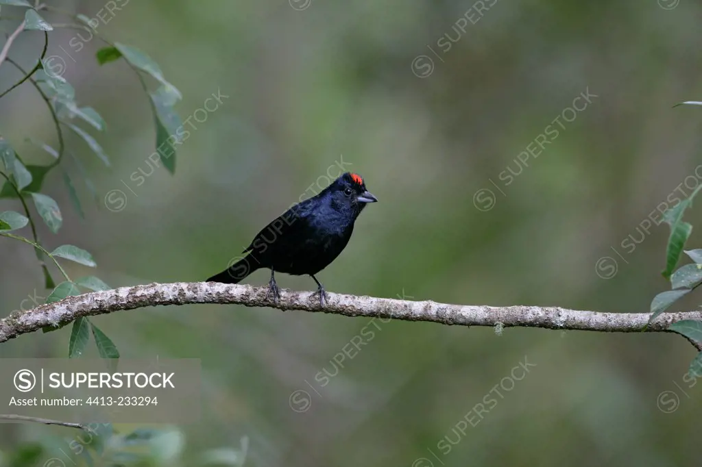 Male Ruby-crowned tanager on a branch Brazil