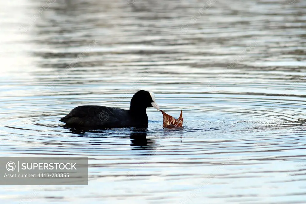 Common coot with a dead leaf in the beak France