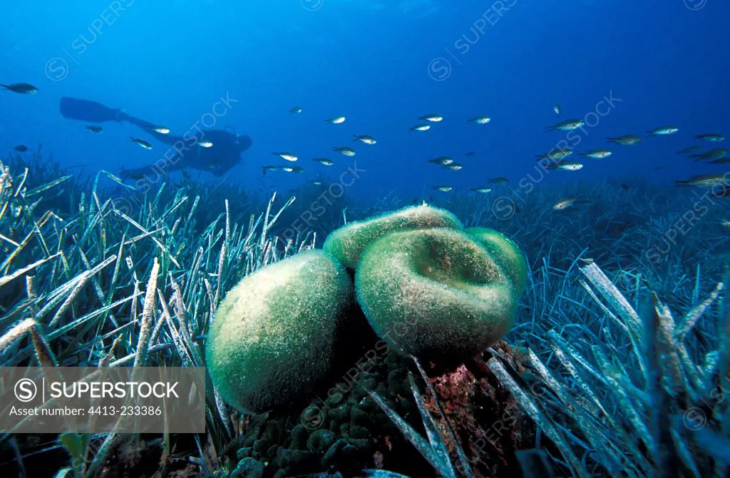 Codium alga and diver