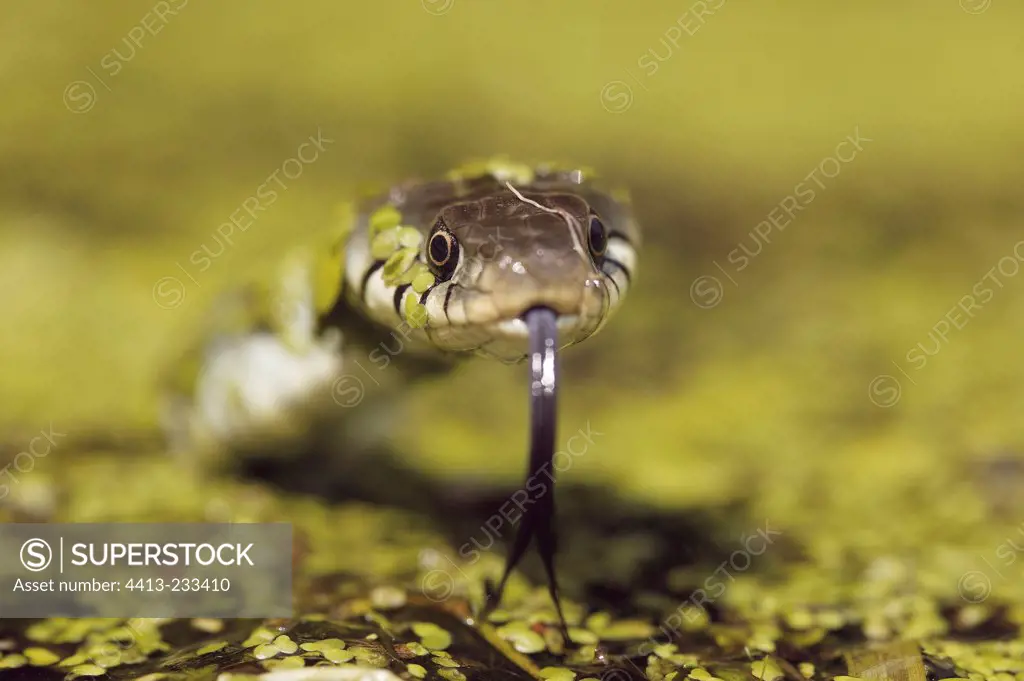 Portrait of a Grass snake raising its head upon the water