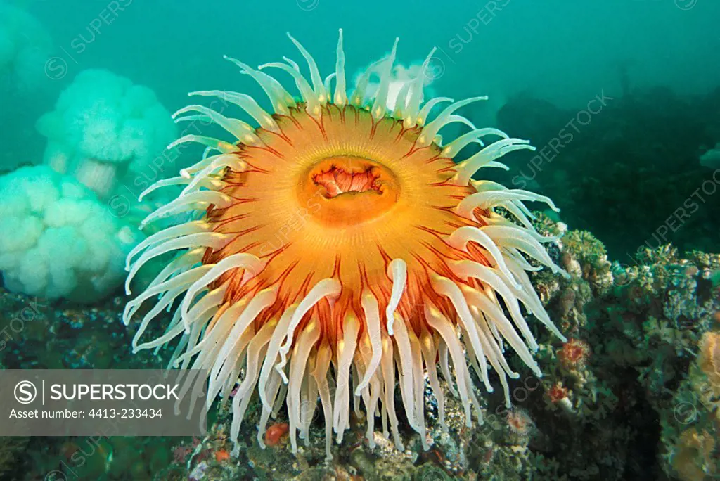Slender hell-fire anemones and dahlia anemone