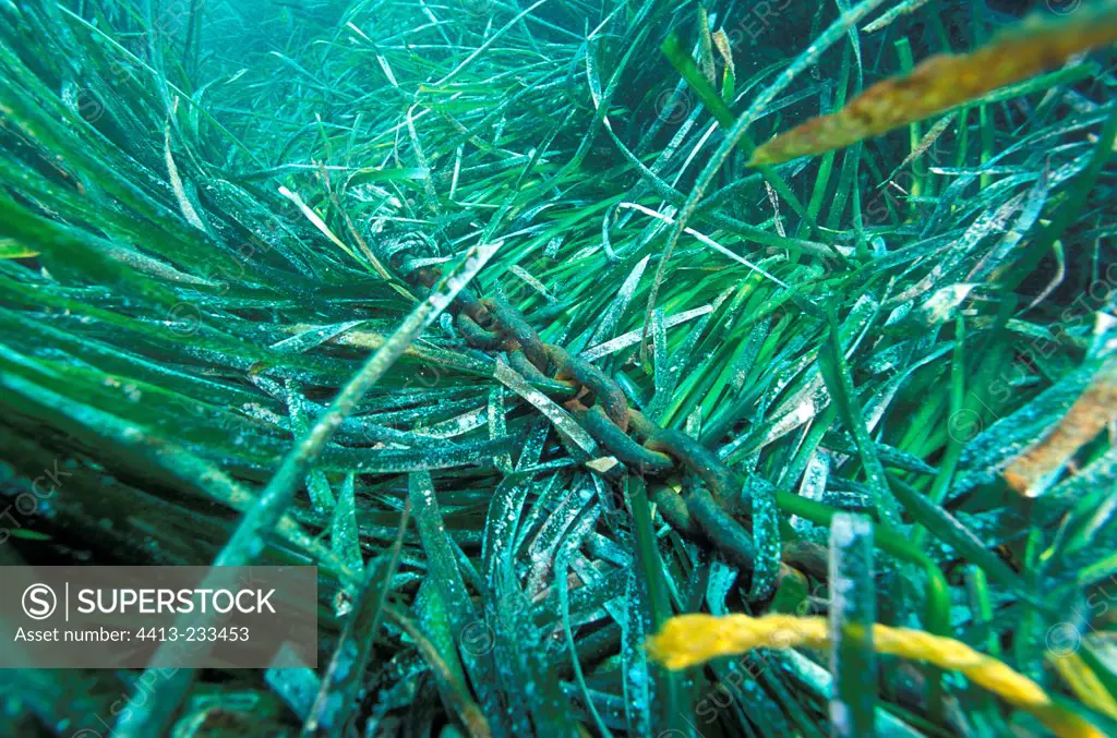 Chain in a Posidonia seagrass