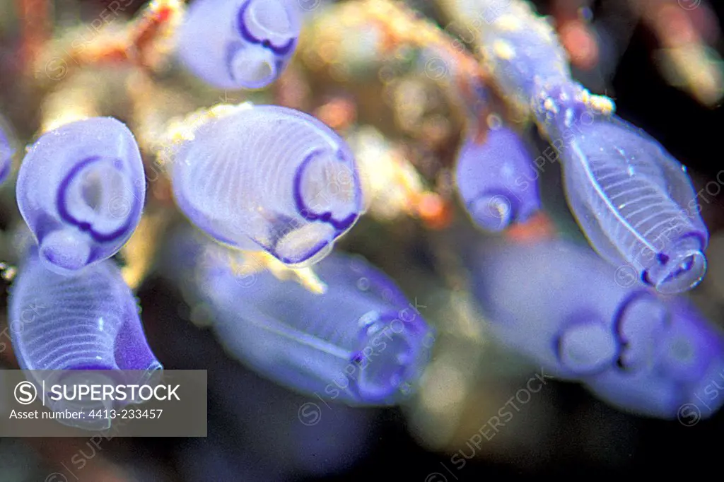 Blue Light bulb sea squirts