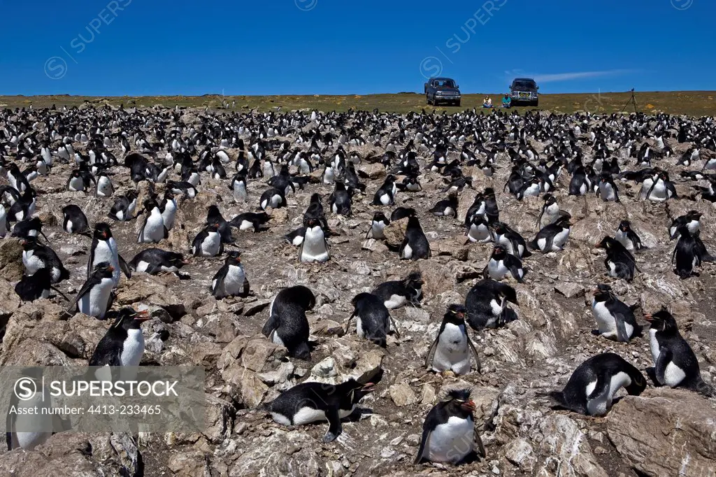 Rockhoppers colony in Falkland Islands