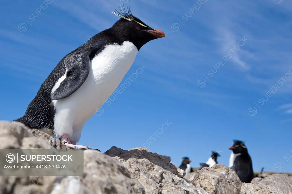 Adult Rockhoppers in Falkland Islands Atlantic Ocean