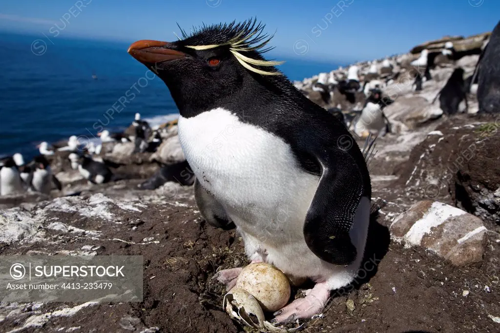 Rockhopper incubating its egg in Falkland Islands