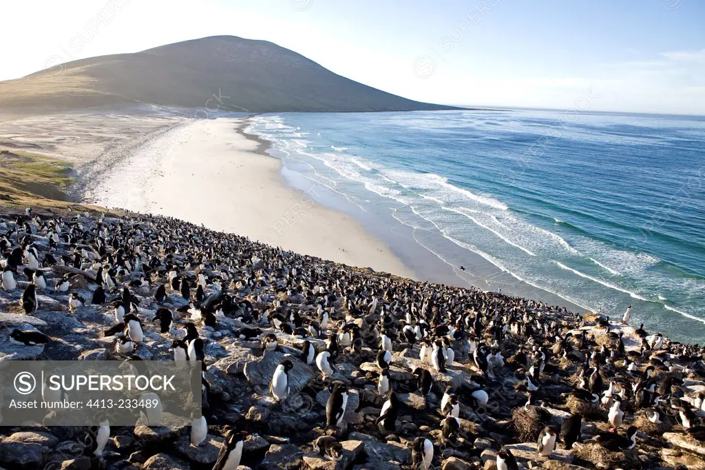 Rockhoppers colony in Falkland Islands and beach