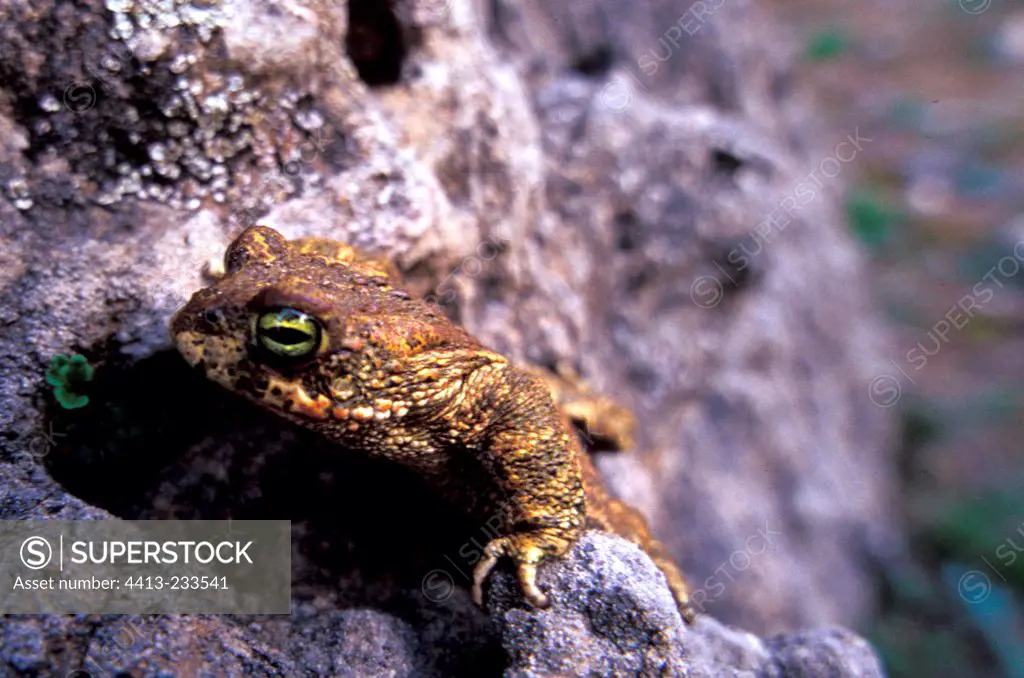 Natterjack toad on a rock