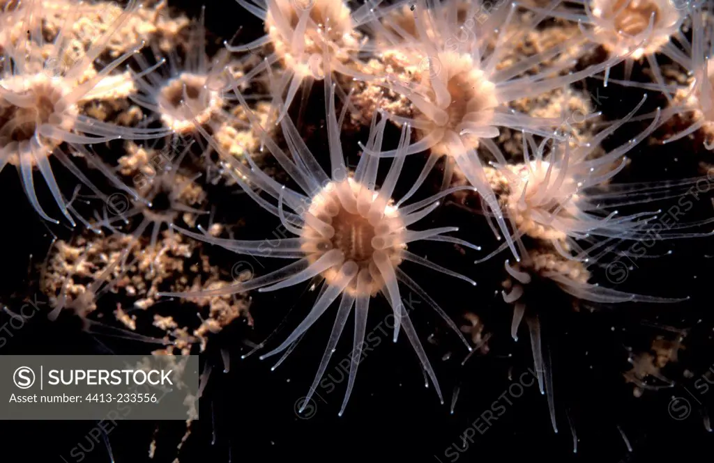 Polyps of a sea anemone