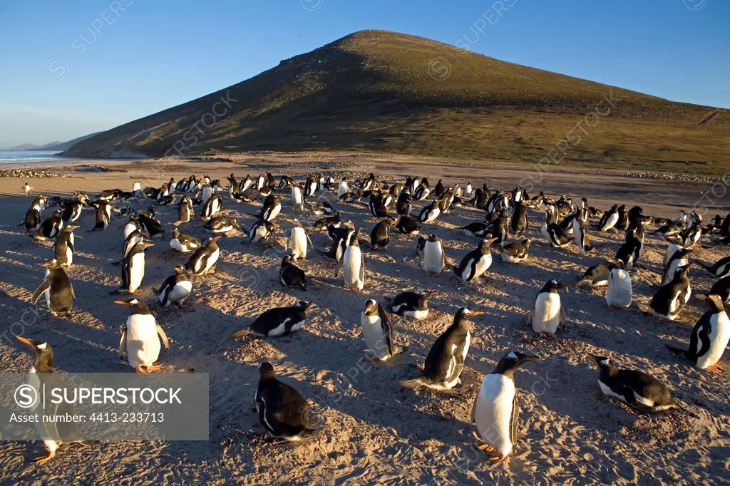 Gentoo penguins colony on a beach in Falkland Islands