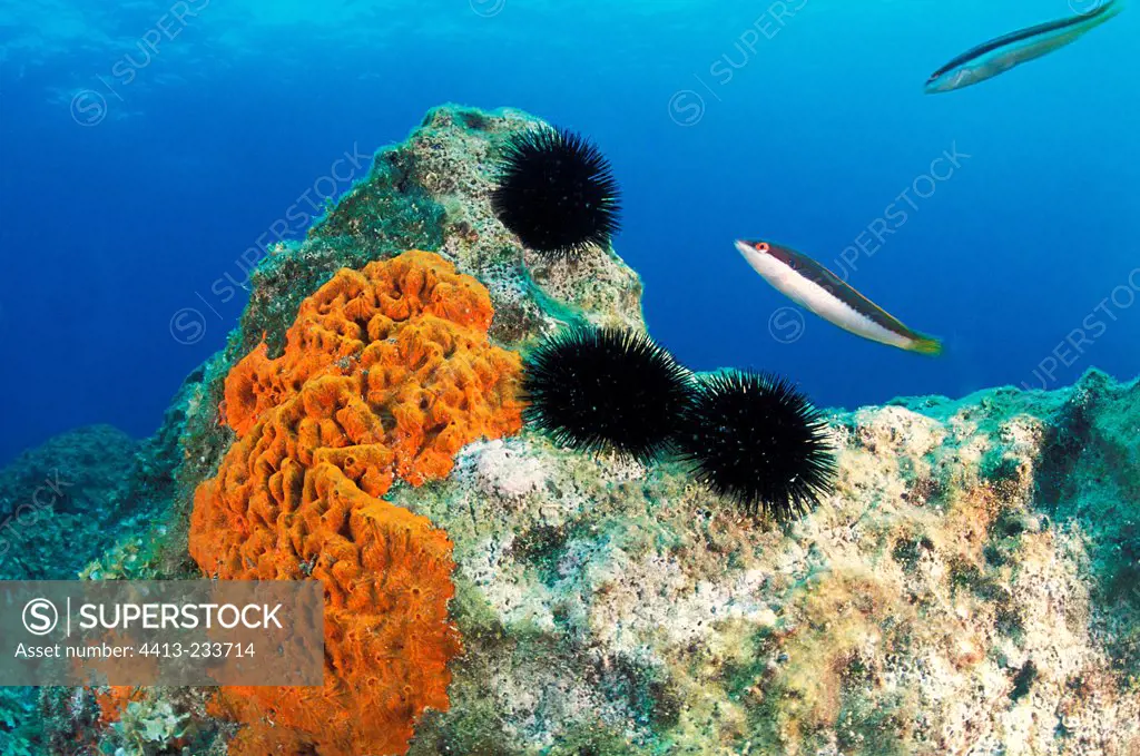 Sea urchins and sponge on a rock Cap Ferrat France