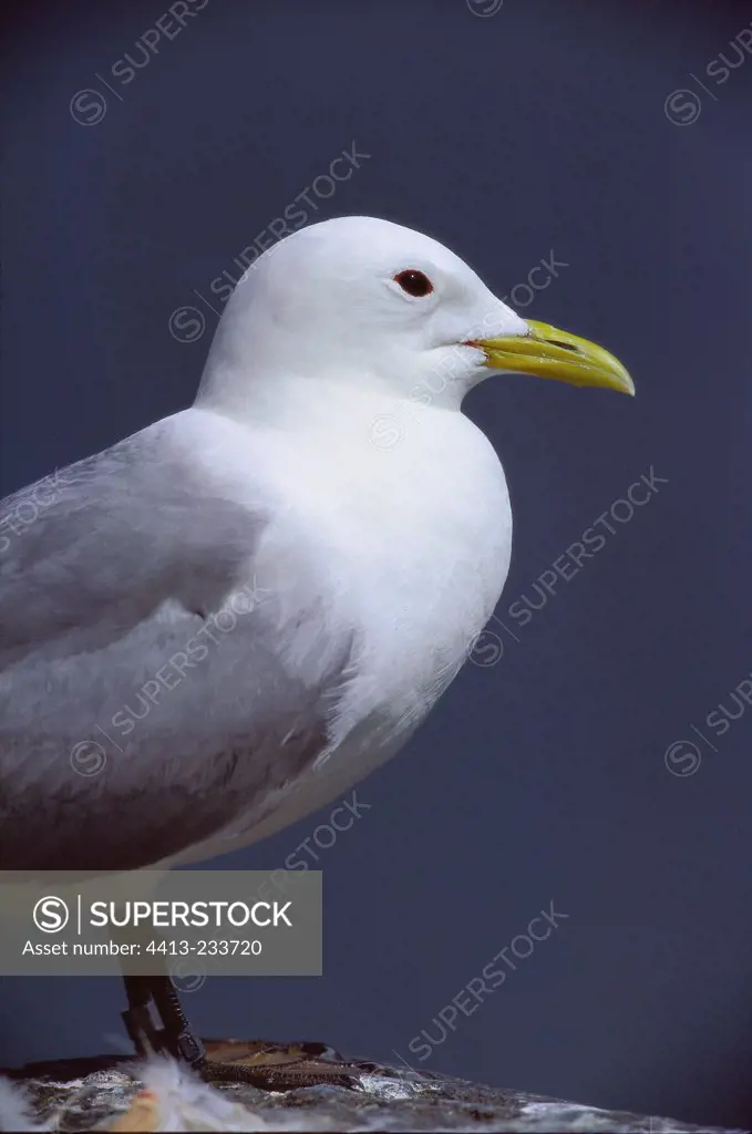 Portrait of an adult Kittiwake standing on a rock Brittany