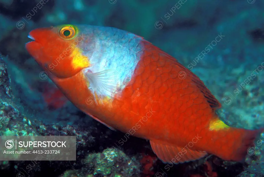 Parrotfish swimming Syria