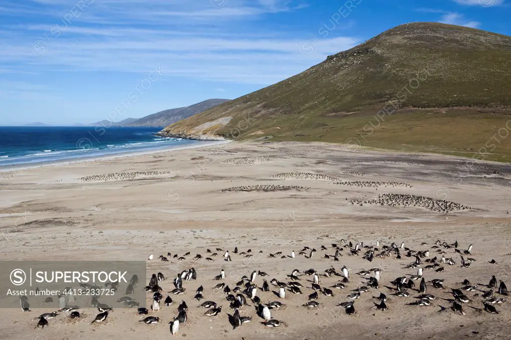 Gentoo penguins colonies on a beach in Falkland Islands