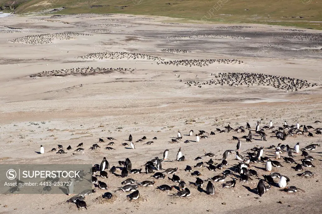 Gentoo penguins colonies on a beach in Falkland Islands