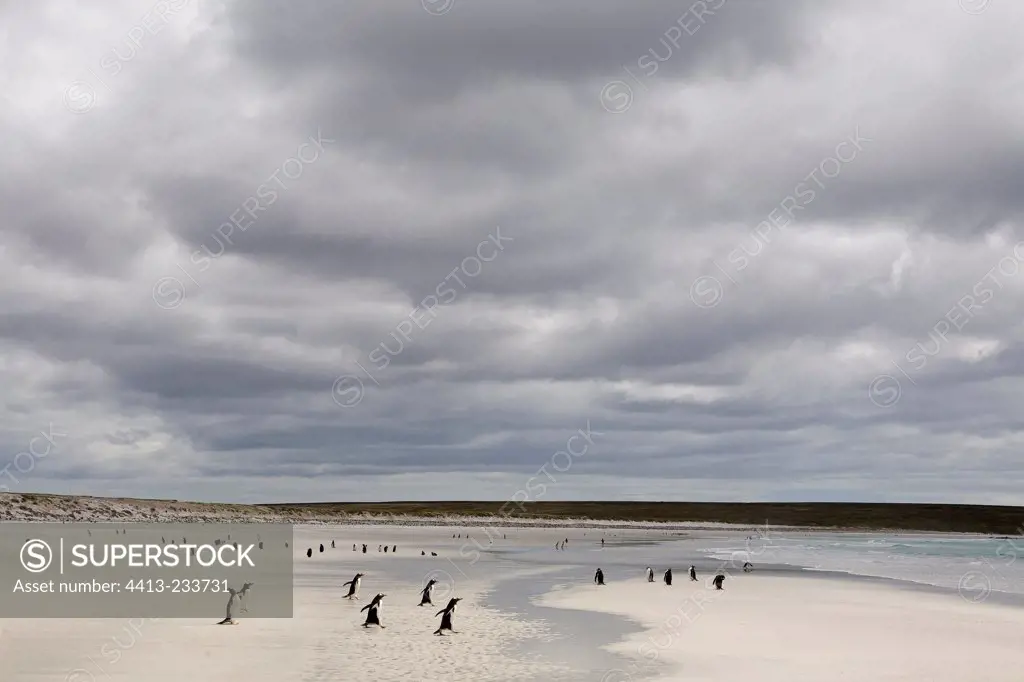 Gentoo penguins running on a beach in Falkland Islands