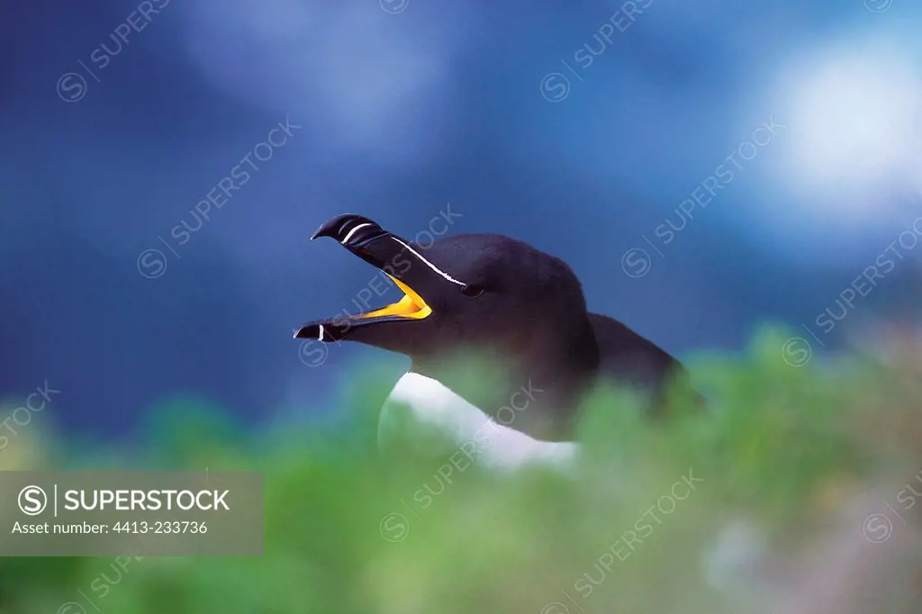 Adult Razorbill with open beak standing on a rock Brittany