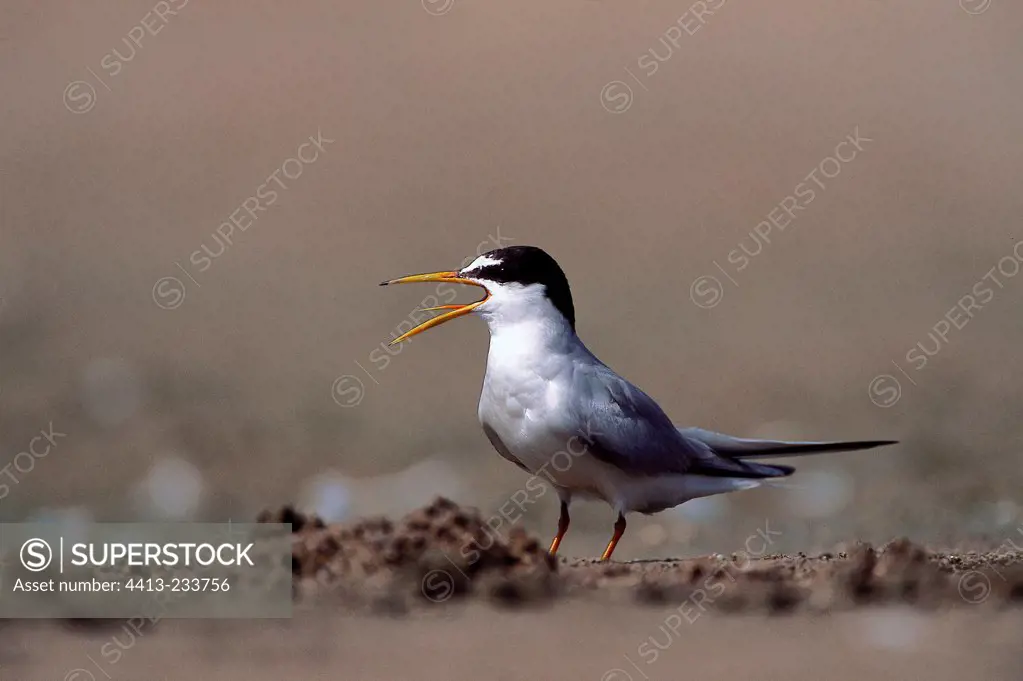Little tern with bridal plumage on the ground while crying