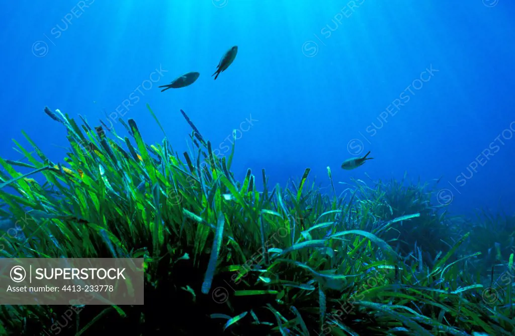 Posidonia seagrass Costa Brava Spain