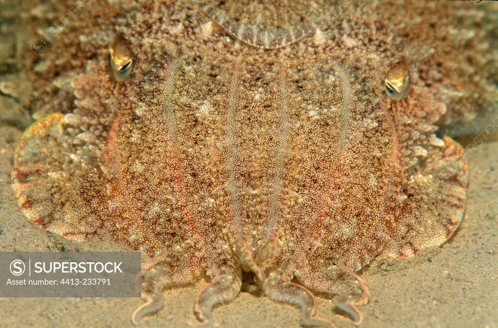 Cuttlefish hiding in sand