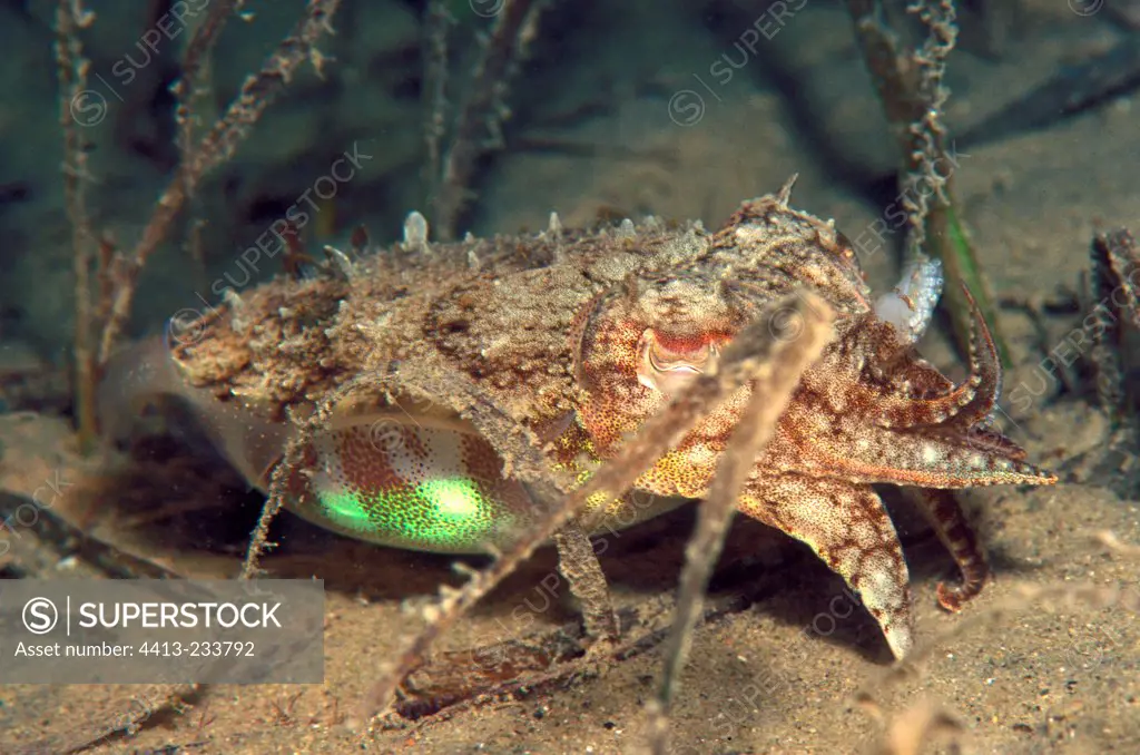 Cuttlefish in a seagrass