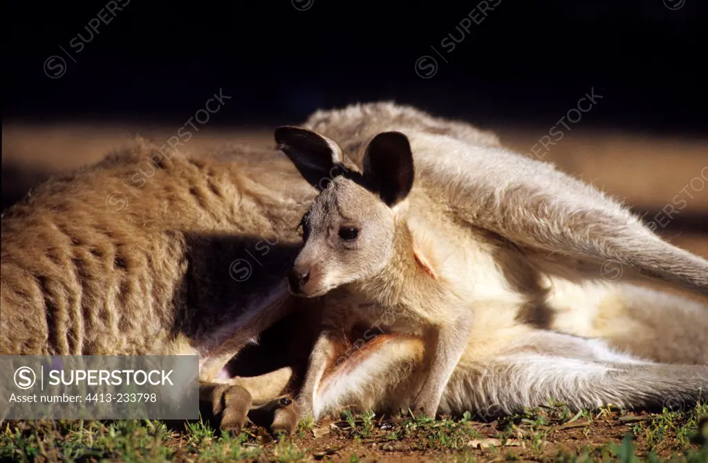 Joey Eastern Grey Kangaroo Warrumbungle National Park
