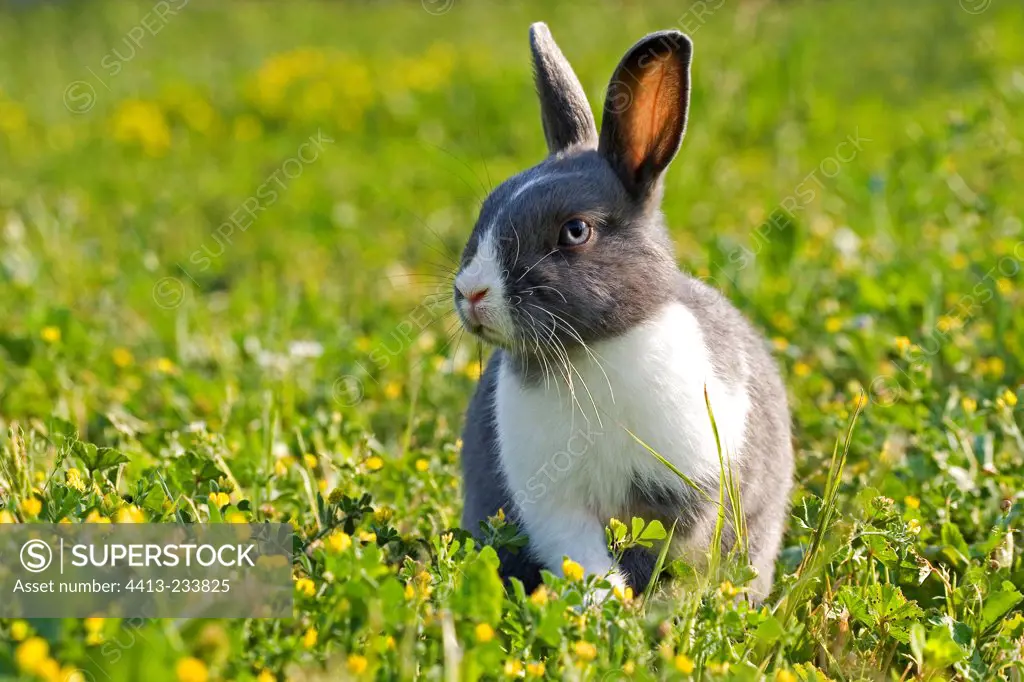 Rabbit dwarf in herbs in spring