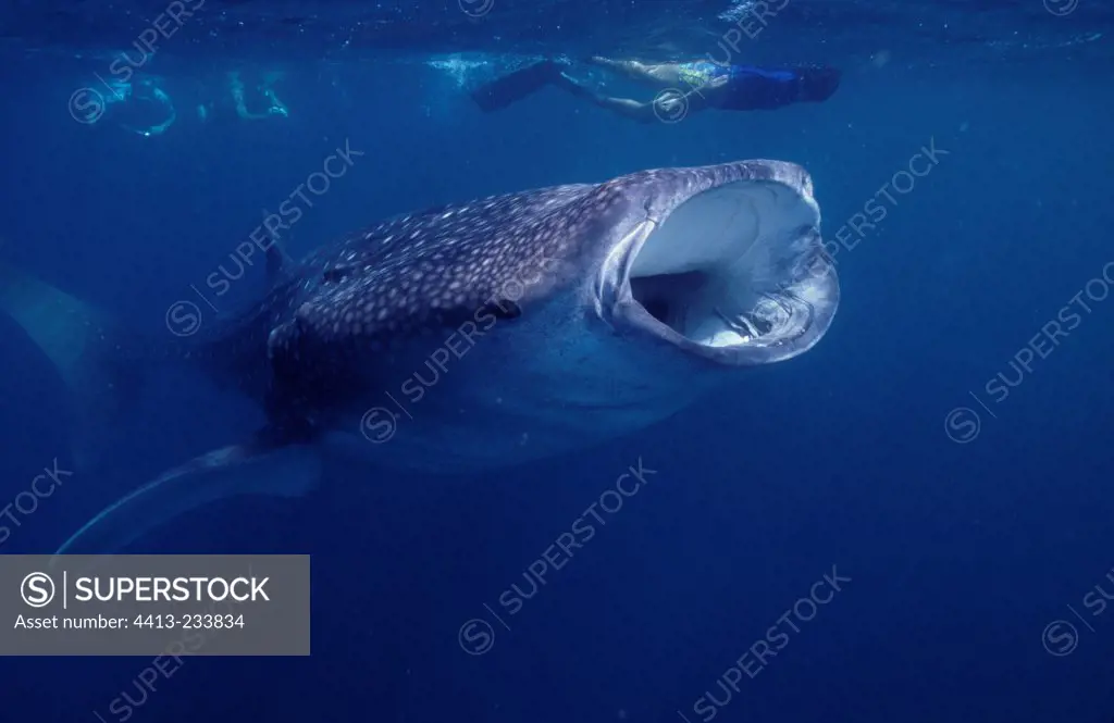Whale shark swallowing plankton Arta beach Djibouti