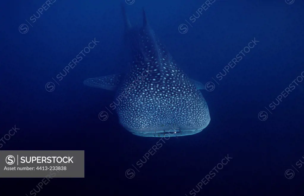 Whale shark swimming preceded by pilot fishes Djibouti