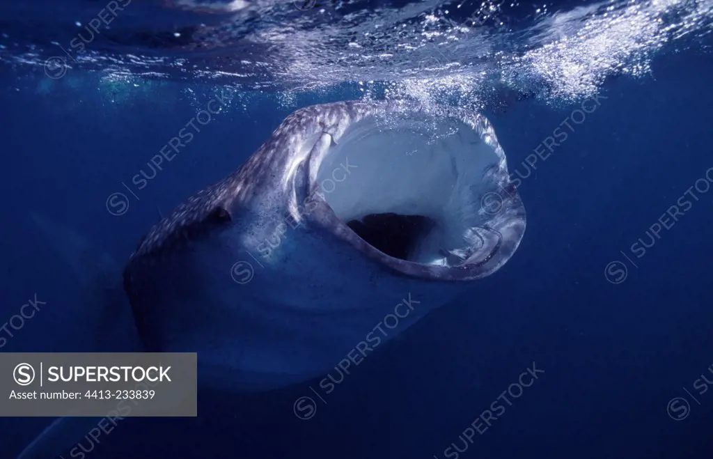 Whale shark swallowing plankton under surface Djibouti