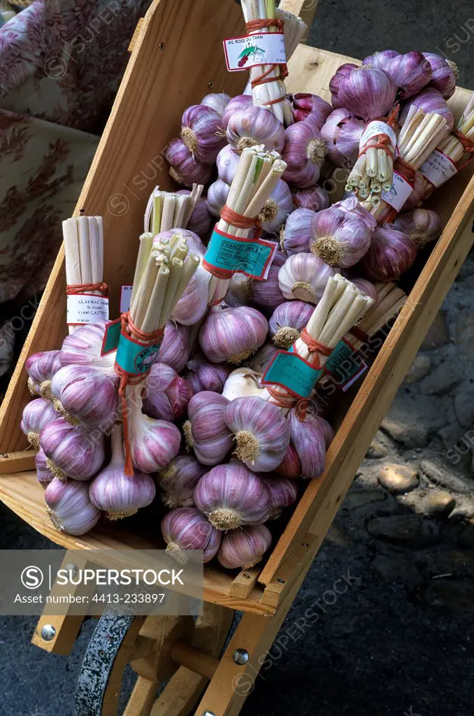 Wheelbarrow containing cloves of pink garlic France