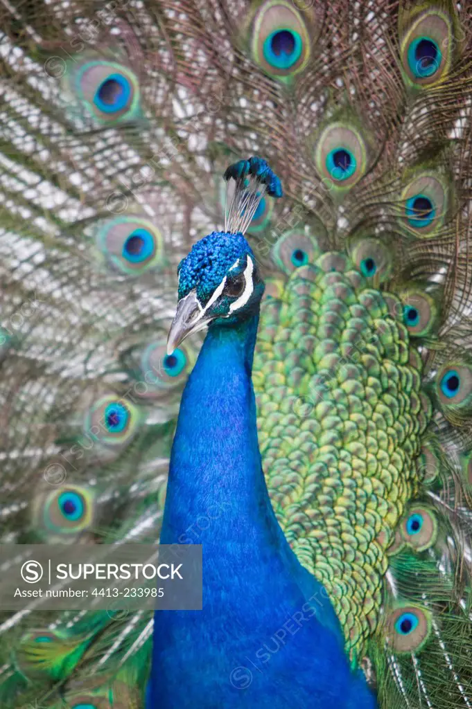 Portrait of a male Indian Peafowl