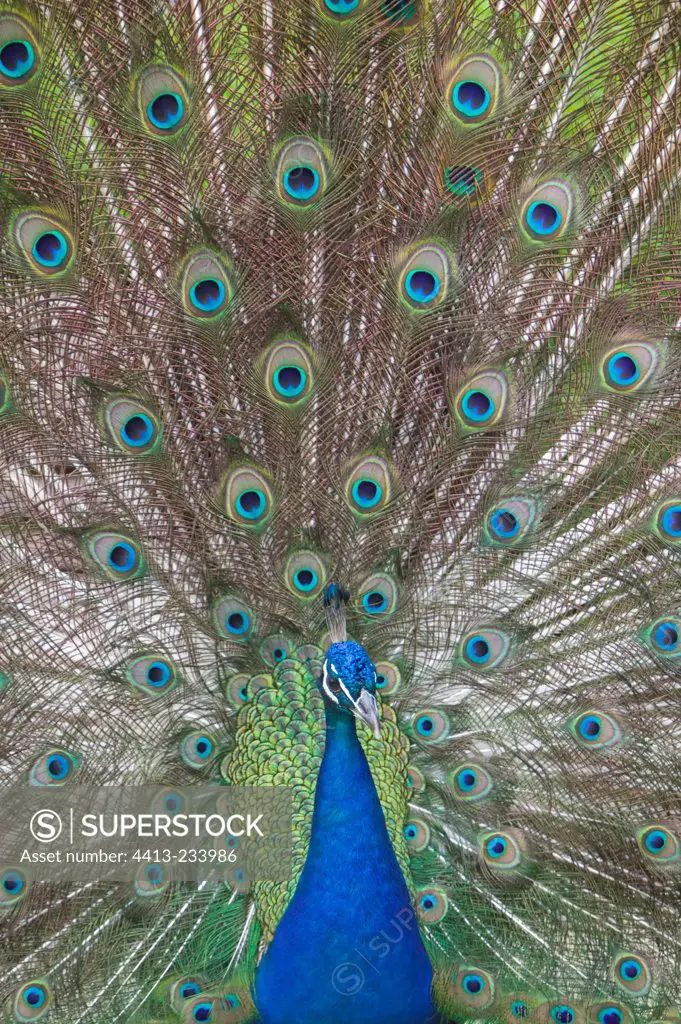 Portrait of a male Indian Peafowl