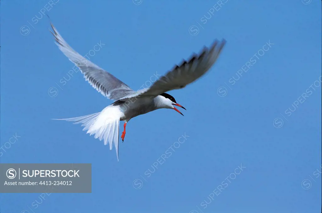 Common tern at hovering flight France