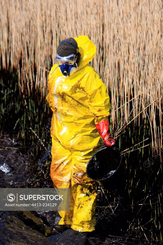 Cleaning of oil pollution on reed bed of Loire river estuary