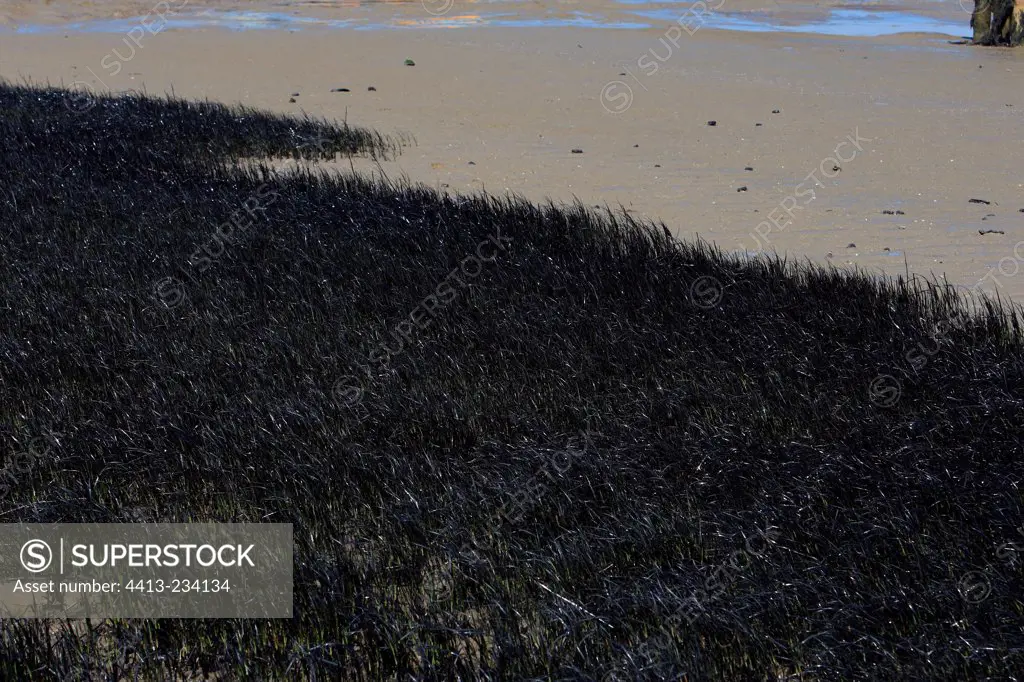 Oil pollution on grassweed bed of Loire river estuary